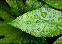 La foi qui fait tomber la pluie