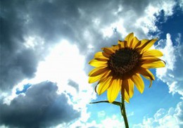 Un rayon de soleil !