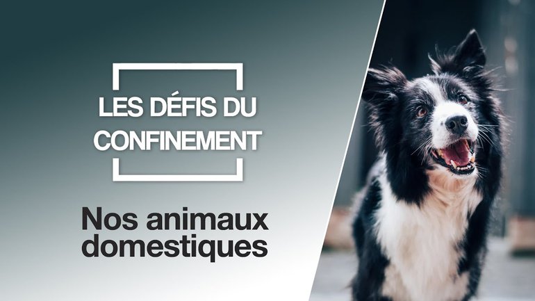 Les défis du confinement | Nos animaux domestiques