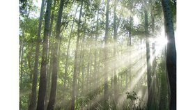 Pourquoi l’Eglise ou quel est le Sens de l’église ? (2) « Conseiller » ou une vie dirigée par l’Esprit