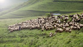 Le tri du berger