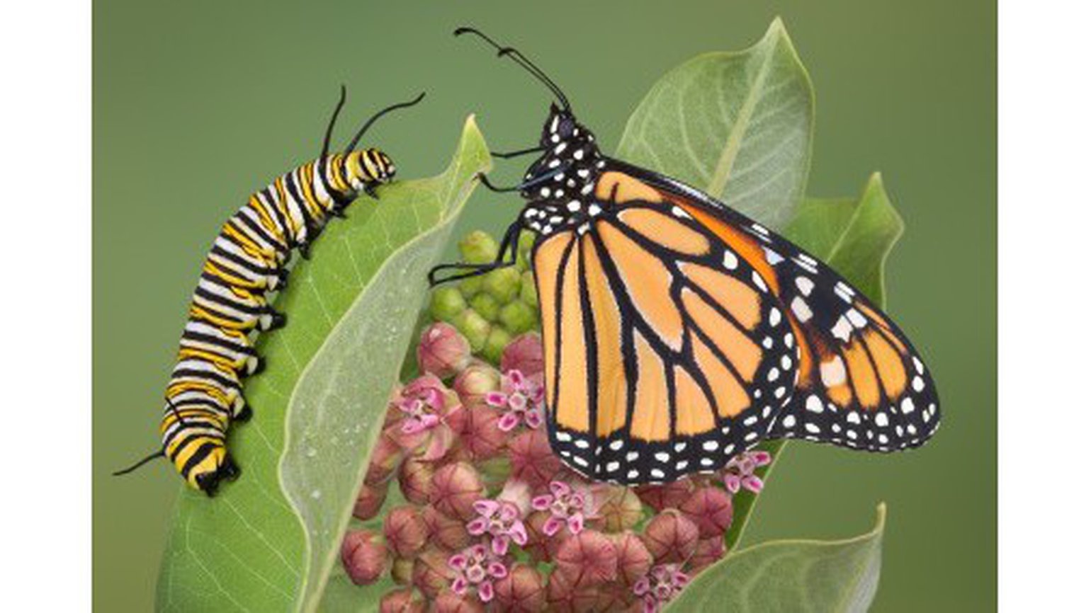 Chenille Ou Papillon De Paul Ettori La Pensee Du Jour La Pensee Du Jour Topchretien