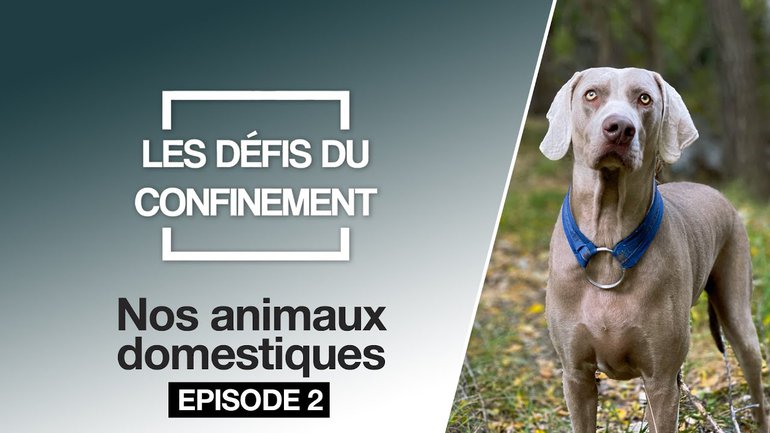 Les défis du confinement | Nos animaux domestiques : Episode 2