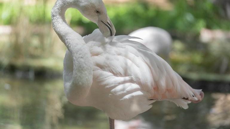 Flamants roses ou blancs ?