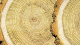 ACACIA