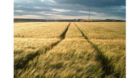 Brebis et boucs : Nations ou individus ?