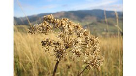 Les Psaumes (3)