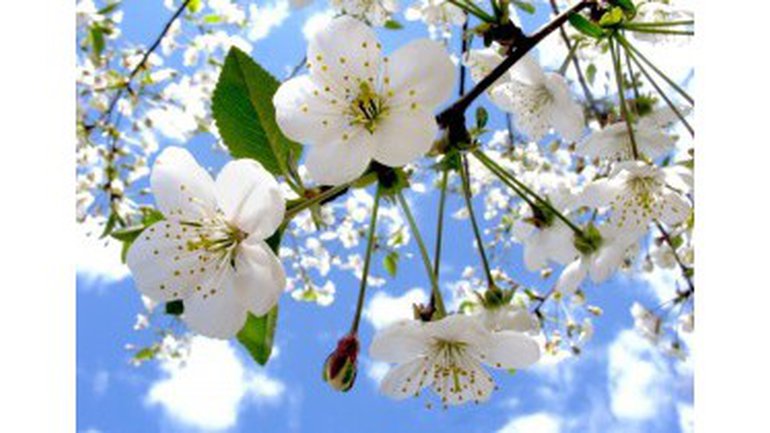 Les pommiers sont en fleurs