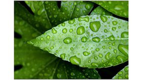 La foi qui fait tomber la pluie