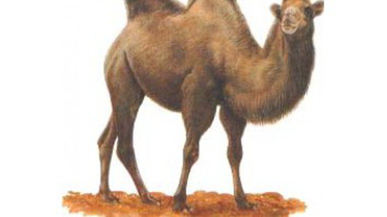Humilité du chameau