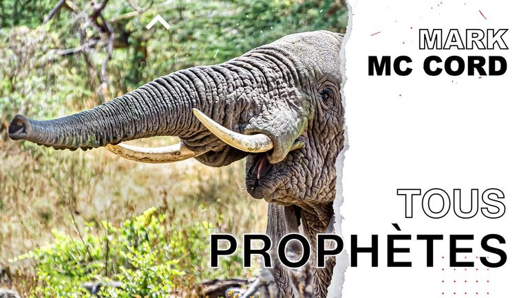 Tous prophètes - Mark Mc Cord
