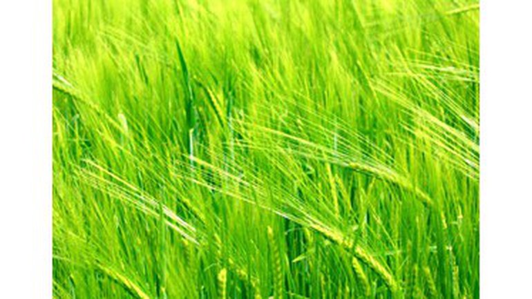 Se distinguer des animaux