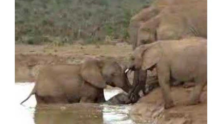 Une leçon d'amour donnée par des éléphants