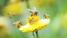 ABEILLE