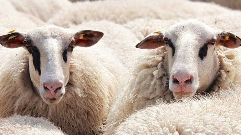Sommes-nous en train de devenir des moutons de Panurge ?