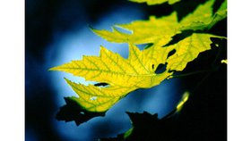 Les vérités fondamentales : les Ecritures (3)