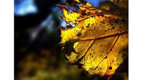 Les Psaumes (6)