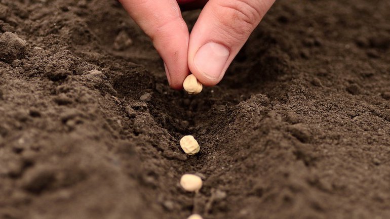 Trouvez ce qui fertilise votre graine