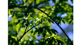 Comme un arbre