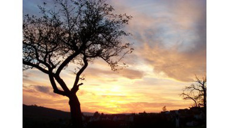 L'arbre blessé