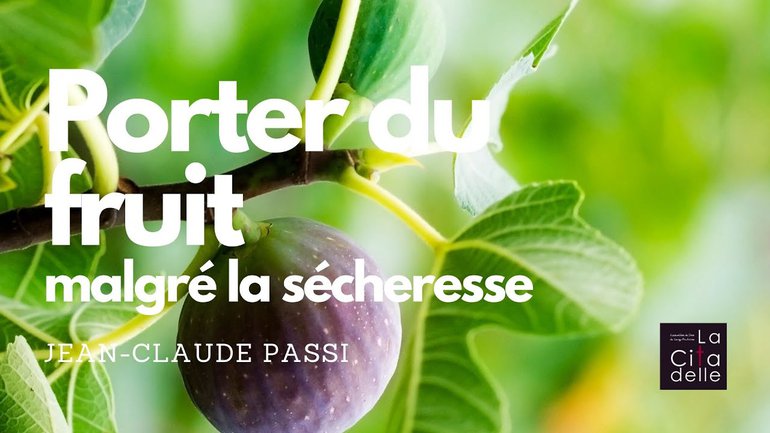 Porter du fruit malgré la sécheresse - Jean-Claude Passi