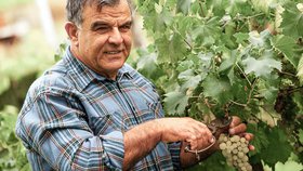 Le cep et les sarments